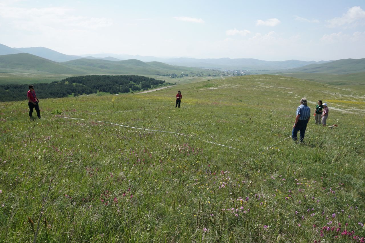 new_high_rank_syntaxa_image3