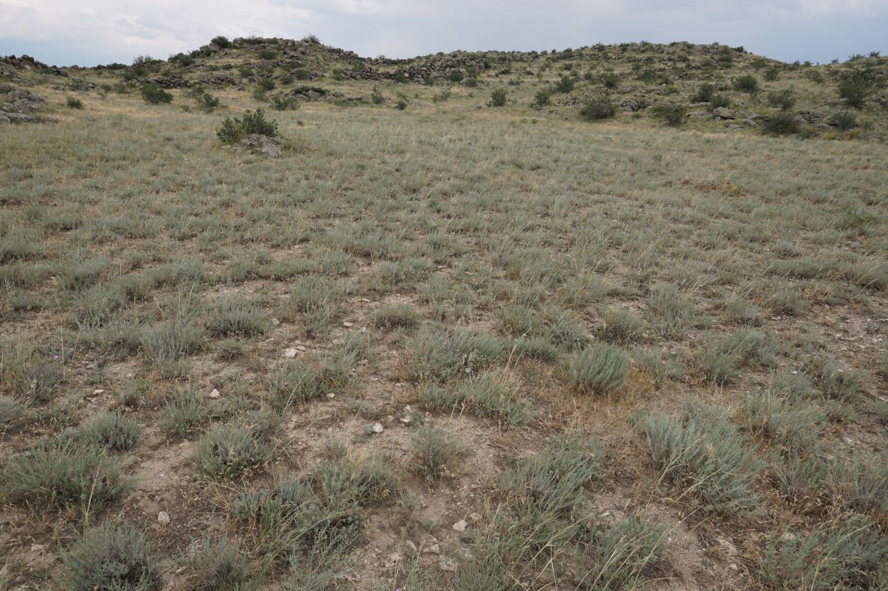 new_high_rank_syntaxa_image4